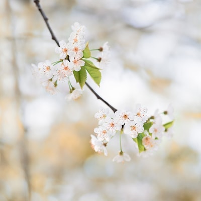 白花浅焦点摄影